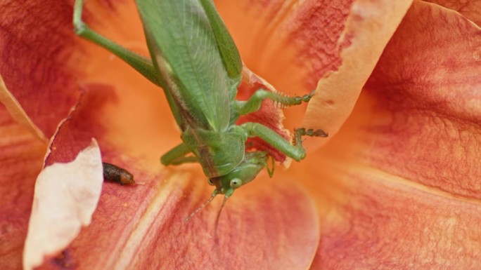 近距离微距拍摄一只绿色的大蚱蜢正在吃一朵橙色的花。静态微距镜头。