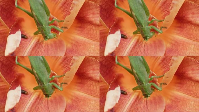近距离微距拍摄一只绿色的大蚱蜢正在吃一朵橙色的花。静态微距镜头。