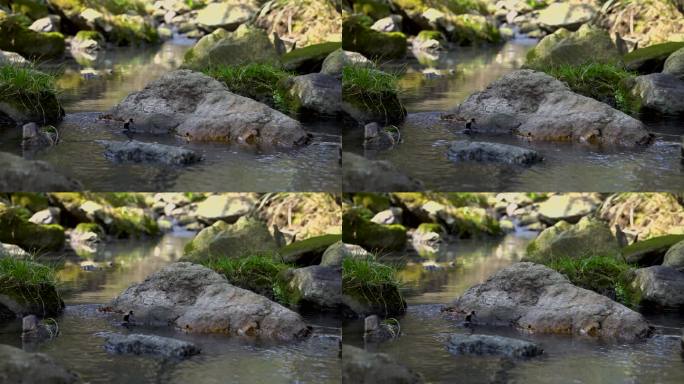 小溪  流水  溪流  实拍视频  石头