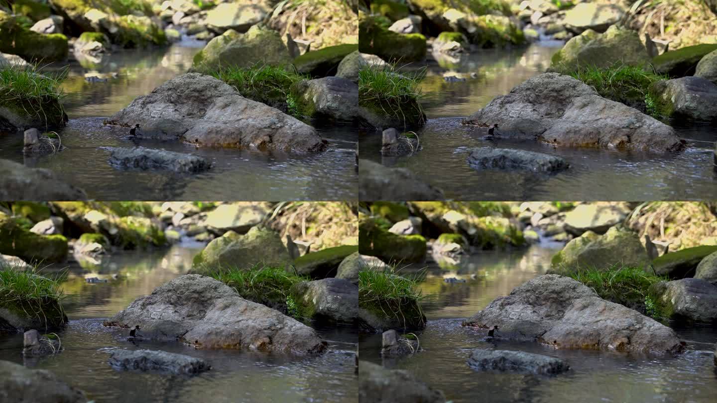 小溪  流水  溪流  实拍视频  石头