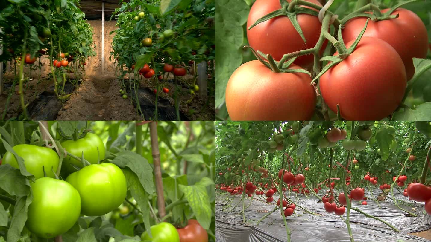 西红柿 番茄成熟素材 红番茄 绿番茄
