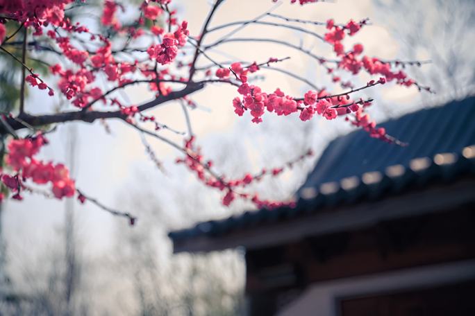 盛开的梅花特写