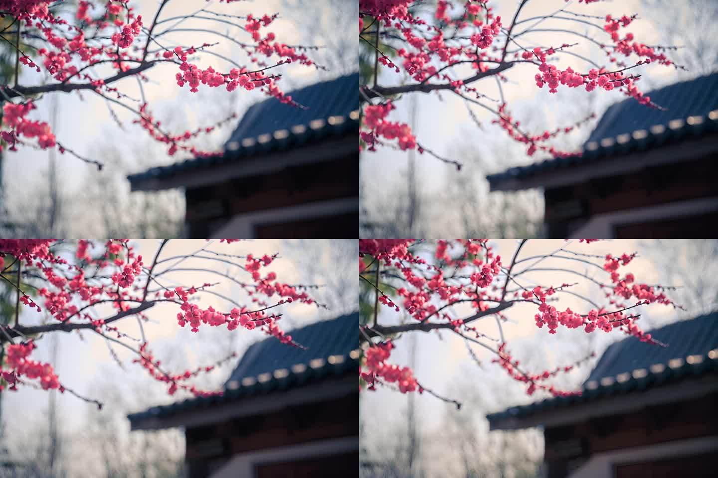 盛开的梅花特写