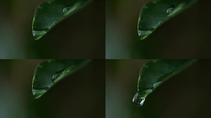 一颗雨滴从一片绿叶上落下