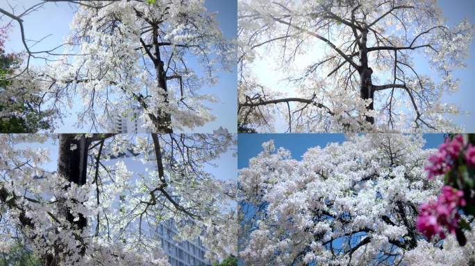 美丽的白色异木棉树