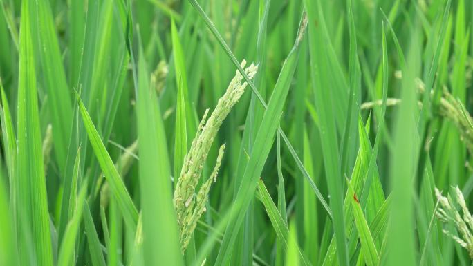 绿油油的水稻