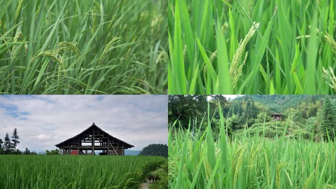 绿油油的水稻