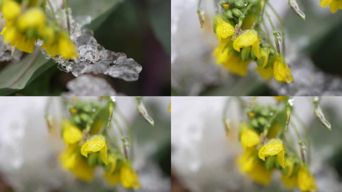 冰雪覆盖白菜菜花视频4K