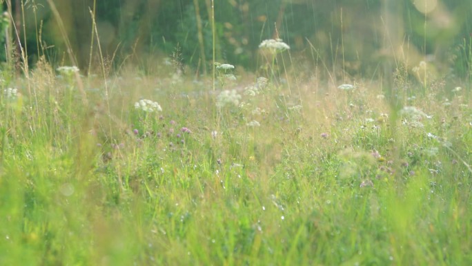 温暖的夏雨洒在开花的草地上
