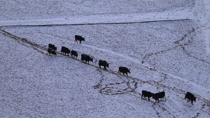 牛群走在白色雪地上