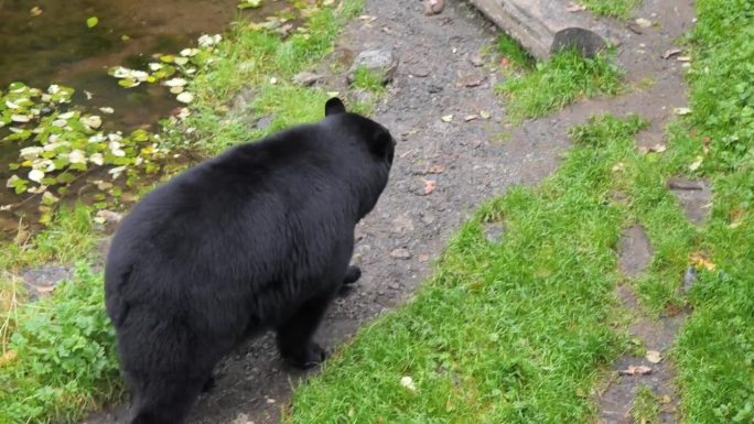 美国黑熊(Ursus Americanus)缓慢行走。