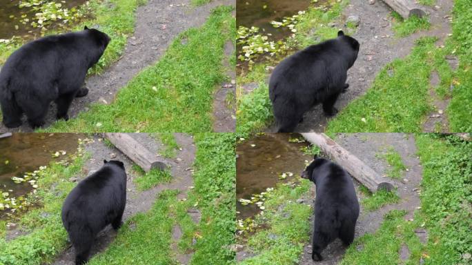 美国黑熊(Ursus Americanus)缓慢行走。