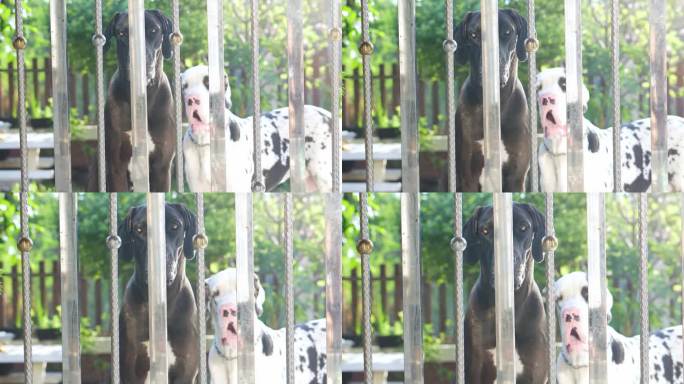 放大黑色大丹犬在花园院子里穿过房子的栅栏。