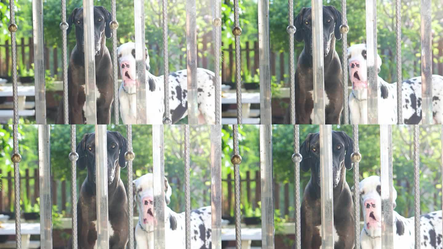 放大黑色大丹犬在花园院子里穿过房子的栅栏。