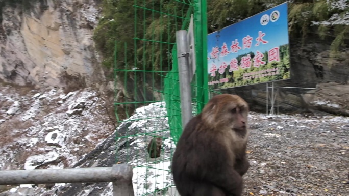 四川德阳到阿坝绵茂公路沿途讨食得猴子