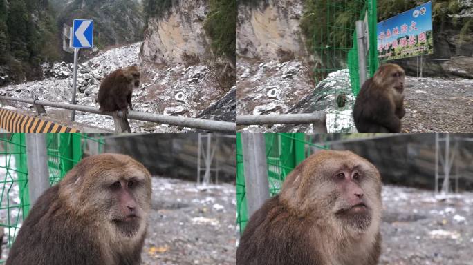 四川德阳到阿坝绵茂公路沿途讨食得猴子