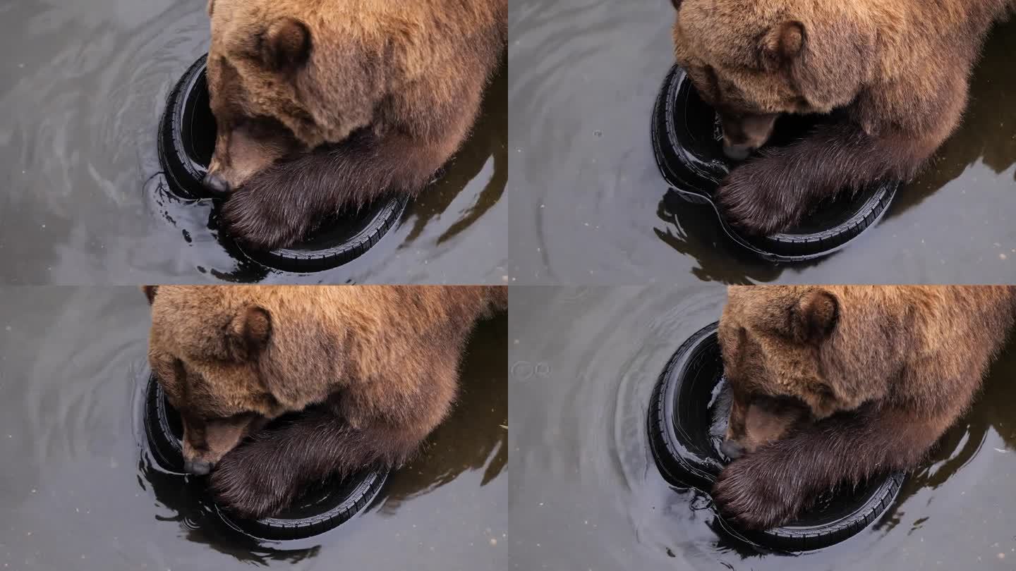 阿拉斯加，愤怒的棕熊正使劲咬着一个二手车轮胎