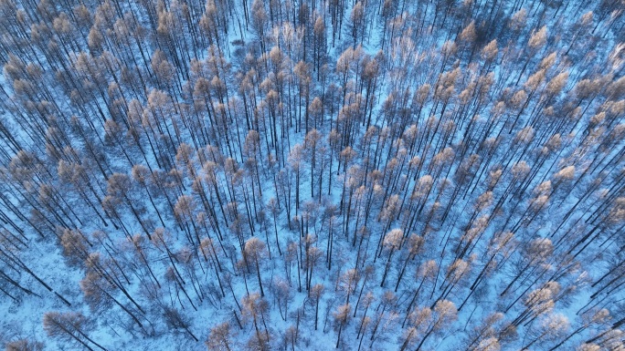 鸟瞰夕阳笼罩下的林海雪原密林