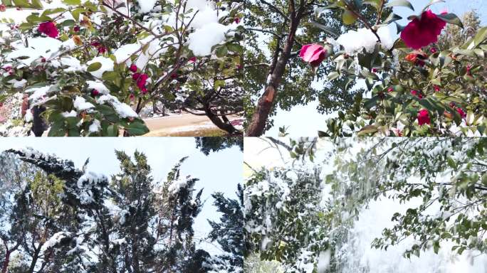 寒冷的雪天的花和鸟