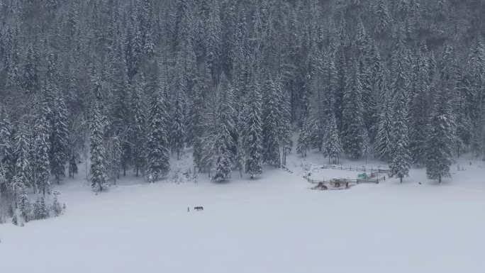 航拍新疆喀纳斯牧民牵马走在雪地上