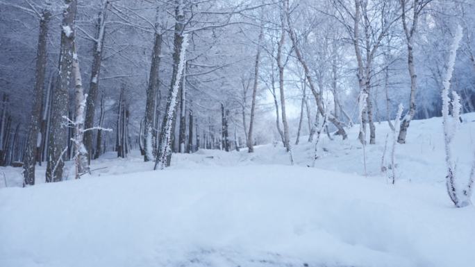 冰雪覆盖的树林 崇礼万龙滑雪场