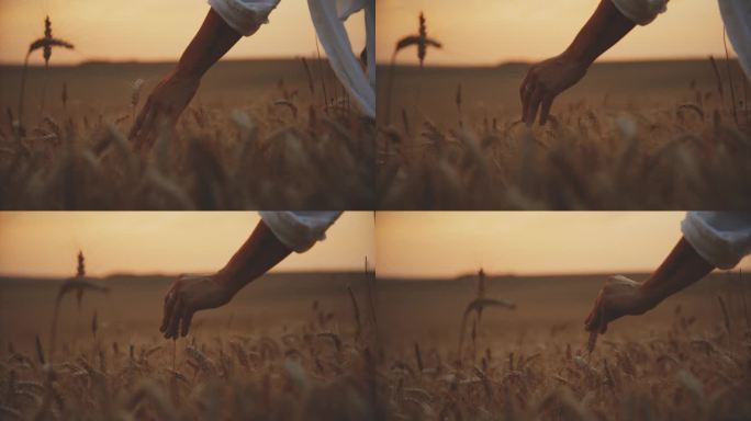 欣赏落日的农妇在田间感受小麦的质感