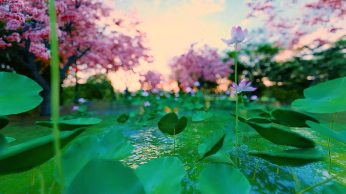 醉里红尘春江花月夜广寒宫唯美宽屏背景舞台