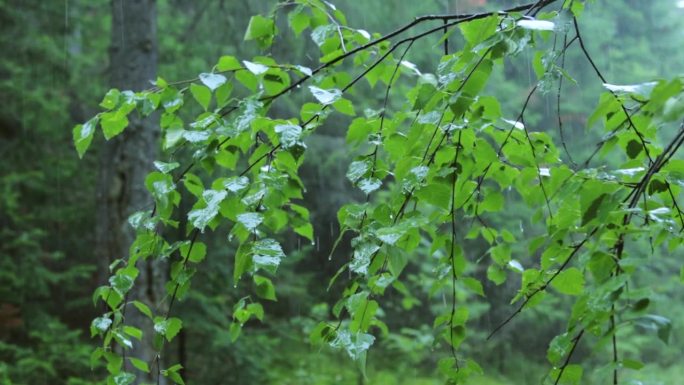 夏雨在森林里