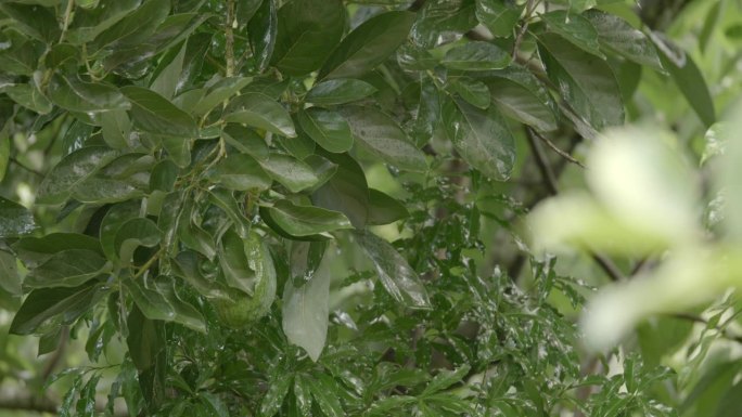热带雨落在一棵鳄梨树上