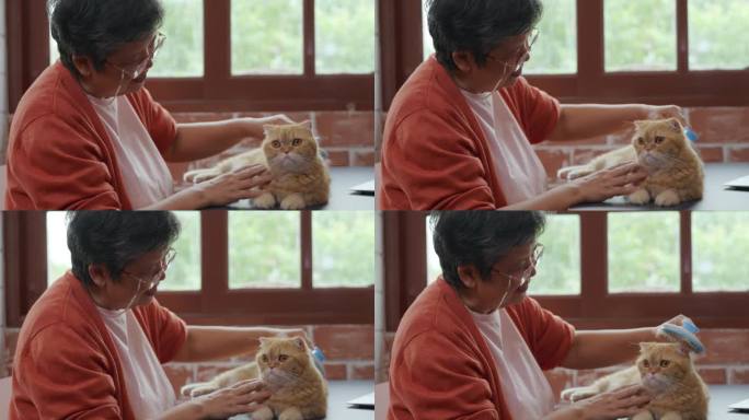 一位老妇人和她的苏格兰折耳猫分享了一个特殊的感情时刻。他们的主人和宠物的关系真的很暖心。