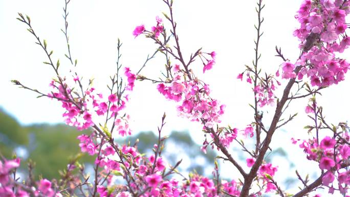 福州森林公园樱花盛开