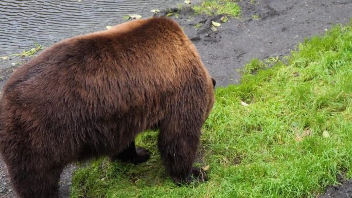 阿拉斯加河边的大棕熊