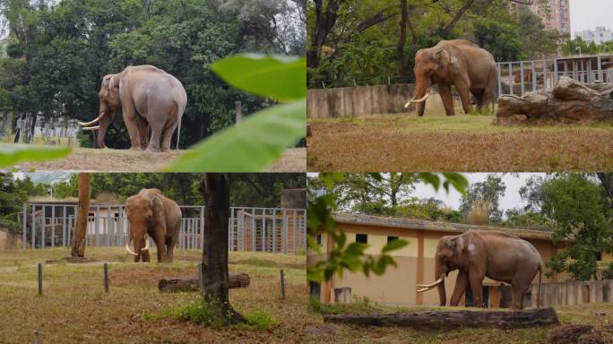 2024广州动物园游览大象