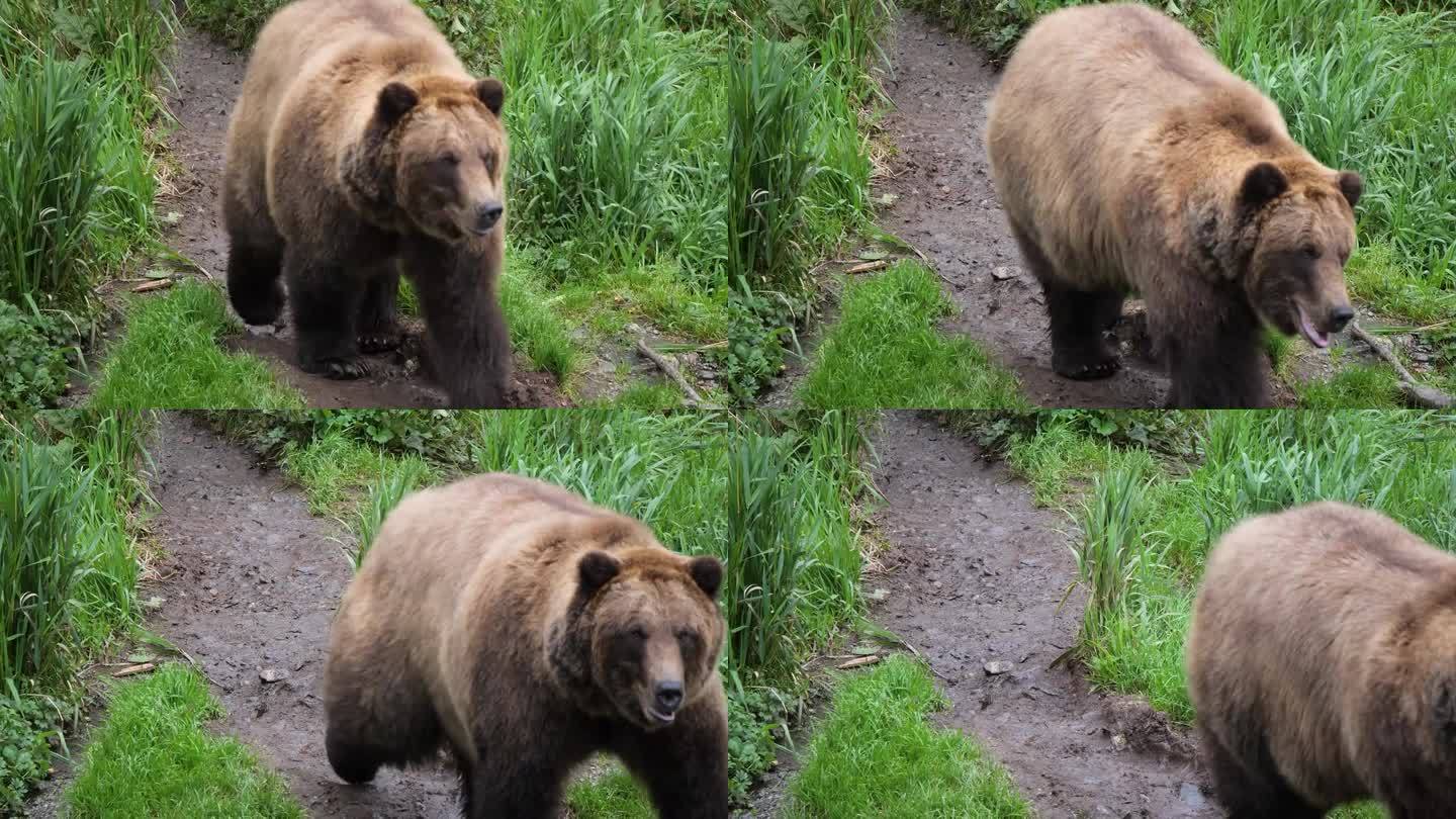 阿拉斯加，大棕熊慢悠悠地走着