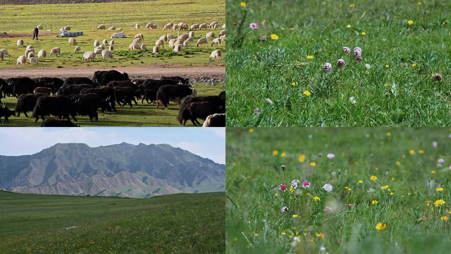 祁连山草原摇曳的花和满山的牦牛羊群