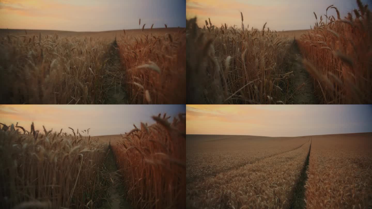 金色的小麦在落日的微风中摇曳在宽阔的农田里