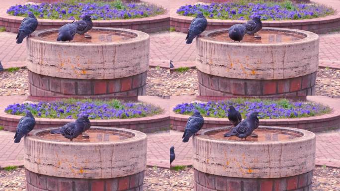 城市的鸽子在喷泉里