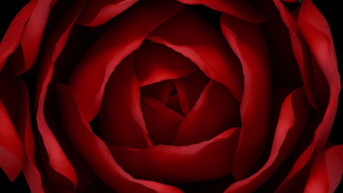 延时俯视图特写盛开的红玫瑰