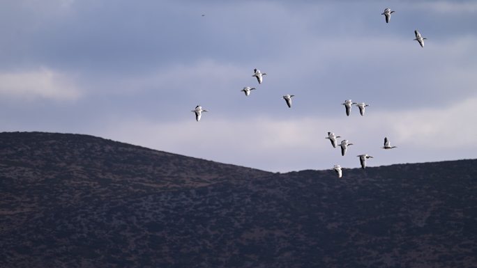 纳帕海湿地中的斑头雁群飞的升格视频