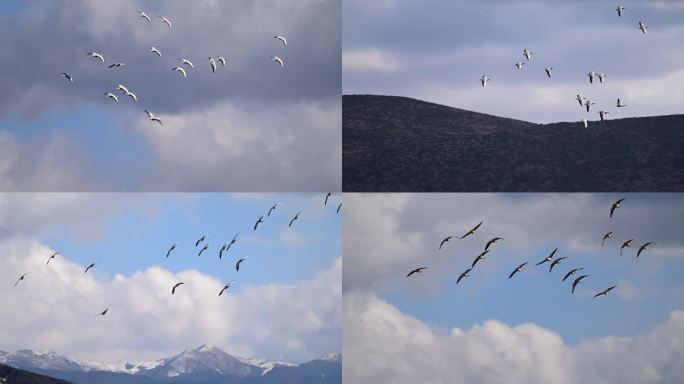 纳帕海湿地中的斑头雁群飞的升格视频