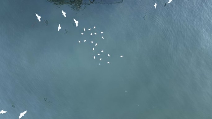 洱海上盘旋的海鸥