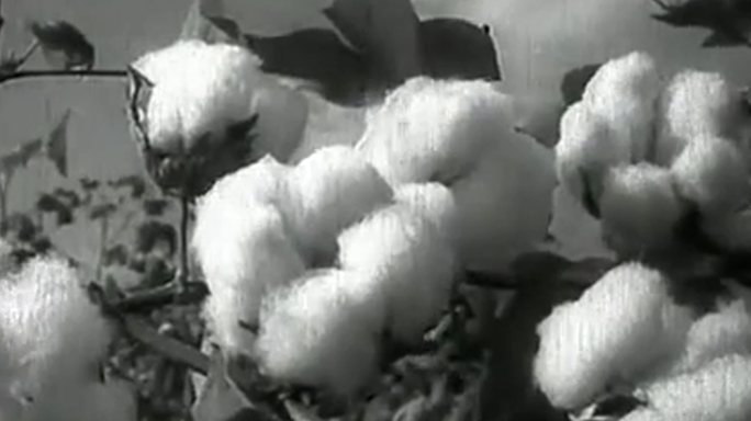 五六十年代 农业科学院 棉花病虫害防治