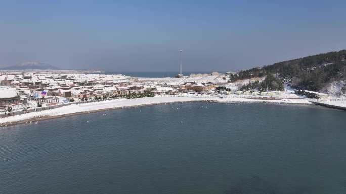 烟墩角 威海 天鹅 雪天 冬天4K高清