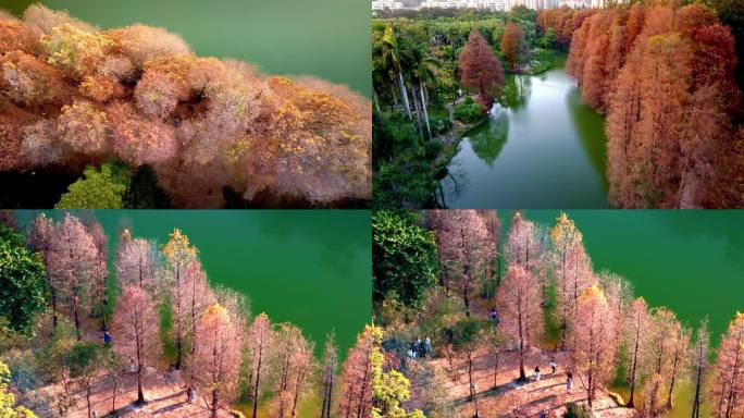 航拍冬日华南植物园落羽杉