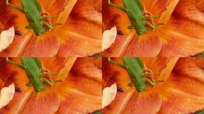 一只绿色的大蚱蜢正在吃一朵橙色的花。静态微距镜头。