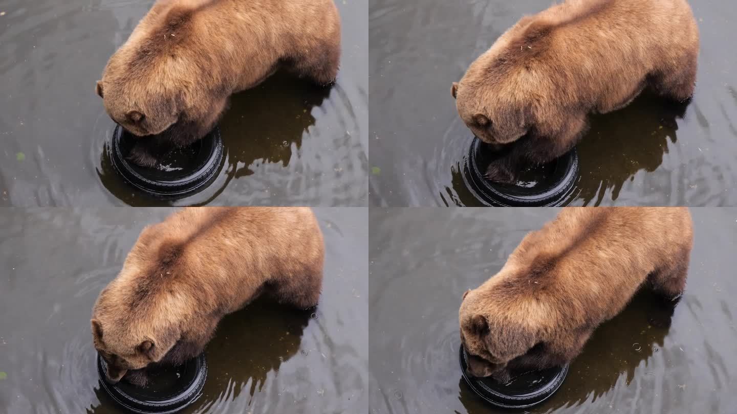 阿拉斯加，一只棕熊正使劲咬着一个二手车轮胎