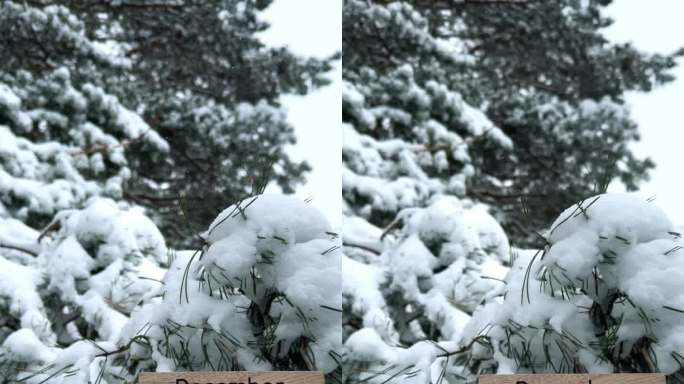 12月的木牌竖在白雪覆盖的松树上