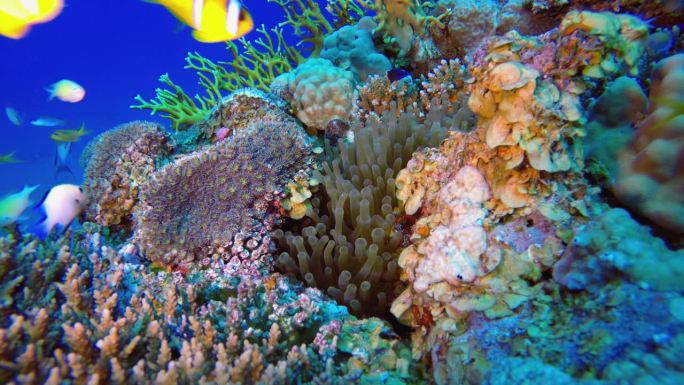 海底世界珊瑚鱼小丑鱼