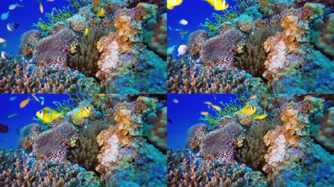 海底世界珊瑚鱼小丑鱼