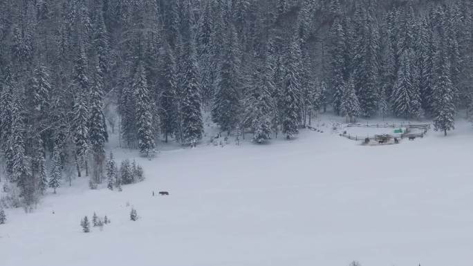 航拍新疆喀纳斯牧民牵马走在雪地上